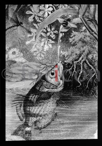 Schützenfisch | Banded archerfish - Foto foticon-600-simon-meer-363-045-sw.jpg | foticon.de - Bilddatenbank für Motive aus Geschichte und Kultur